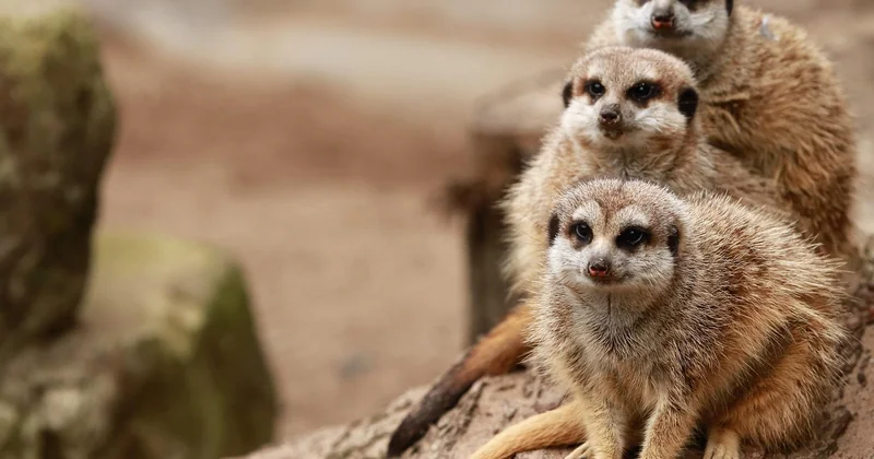 Zoos et parcs animaliers : le choix de la simplicité